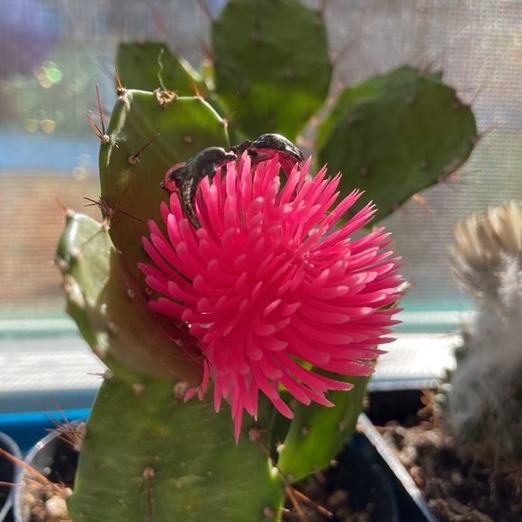 Tiny dainty .925 Sterling silver swimming dolphin studs pair earrings tarnished - Picture 3 of 6